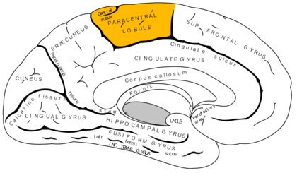 représentation en coupe de l'hémisphère gauche du cerveau