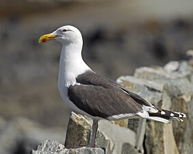 Larus marinus