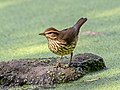 Image 86Northern waterthrush by the Central Park Pool