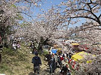 岡崎の桜まつり