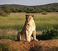 20px20px Löwin auf der Okonjima-Lodge (AfriCat)
