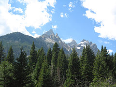 Forêt dominée par le douglas (var. glauca) au parc national de Grand Teton, Wyoming.