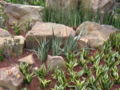 Sansevieria trifasciata 'Golden Hahnii'