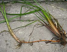 Sparganium erectum with rhizomes.jpg