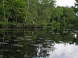 鳥沼公園の沼（2006年6月）
