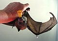 Young female grey-headed flying fox playing with her WIRES caretaker