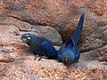 In Rio de Janeiro Zoo