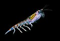 Krill antàrtic (Euphausia superba), probablement la bimomassa més gran d'una sola espècie al planeta