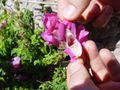 Löwenmaul (Antirrhinum majus)