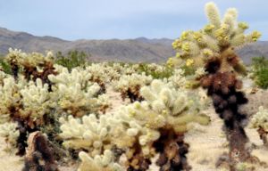 Parc national de Joshua Tree