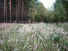 Calamagrostis-epigejos-02.jpg