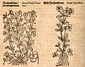 Mattioli / Handsch / Camerarius 1586