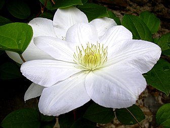 La fleur diaphane, rustique et généreuse d'une clématite (genre végétal Clematis) qui comprend environ 200 espèces de plantes vivaces herbacées à souche ligneuse et de plantes grimpantes : ici le cultivar à fleur large Madame Van Houtte. (définition réelle 1 632 × 1 224*)