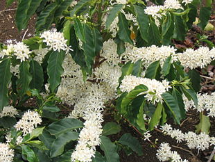 Ægte Kaffe (Coffea arabica).