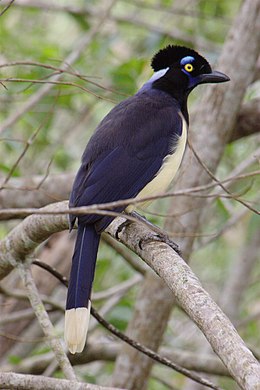 Amerikai kékvarjú (Cyanocorax chrysops)