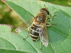 Ziedmuša (Eristalis interrupta)