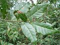 Nectandra cissiflora