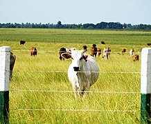 Льянос в Венесуэле