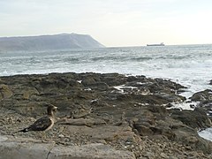 Gaviota Peruana Juvenil en Península Alacrán.