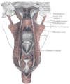 Dissecció dels músculs del paladar. Vista posterior.
