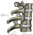 Articolazione costovertebrale. Visione anteriore.