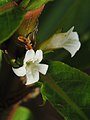 Hygrophila guianensis