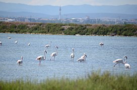 Présence de flamants roses sur l'étang du Grec à Palavas-les-Flots.