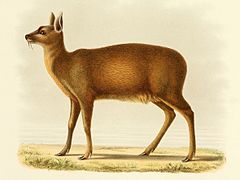 Description de l'image Moschus chrysogaster.jpg.