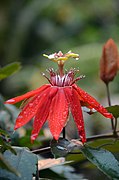 Passiflora vitifolia