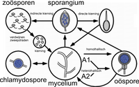 Levenscyclus van Phytophthora