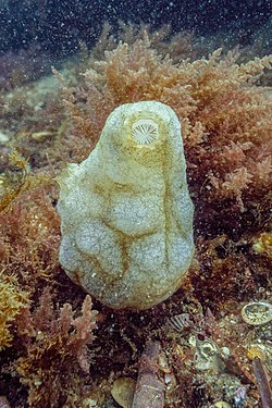 Sea squirt (Phallusia mammillata) of aproximate length of 15 centimetres (5.9 in), Arrábida National Park, Portugal.