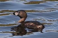 Dikbekfuut (Podilymbus podiceps)