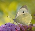 12. Káposztalepke (Pieris brassicae) egy nyári orgona (Buddleja davidii) virágán (javítás)/(csere)