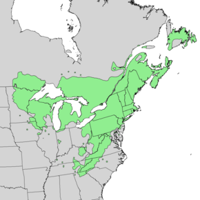 Description de l'image Pinus strobus range map 1.png.