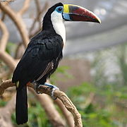 Toucan à bec rouge (Ramphastos tucanus)