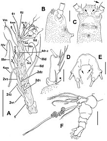 Monstrillopsis planifrons, armature of the right antennule