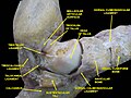 Ankle joint. Deep dissection.