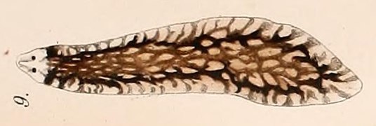 Sorocelis reticulosa (Dendrocoelidae, Planarioidea)