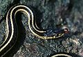 Image 13A red-sided garter snake (from Narcisse Snake Dens)