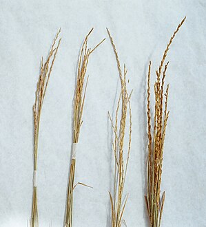 Abnormally thick heads (far right) compared to those of wild-type plants