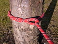 Timber hitch on a tree trunk.