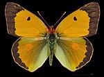 Colias croceus, ♂