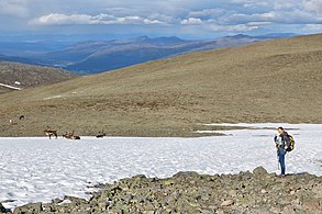 Tourist observes reindeer at Veslfjellet part of Besseggen trail.