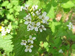 Kányazsombor (Alliaria petiolata)