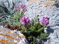 Löwenmaul (Antirrhinum majus ssp linkianum)