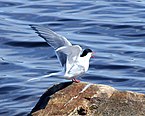 Sterne arctique à Simo sur le golfe de Botnie en Finlande.