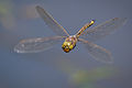 Image 8The Odonata (dragonflies and damselflies) have direct flight musculature, as do mayflies. (from Insect flight)