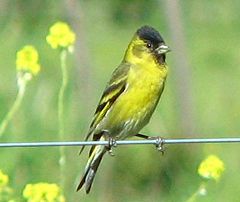 Carduelis barbata fotografiat a Xile