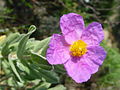 Trivialname (Cistus incanus (villosus))