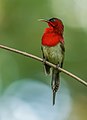 Image 55The crimson sunbird (Aethopyga siparaja) is a species of bird native in Bangladesh. The pictured specimen was photographed at Modhutila Eco-Park in Sherpur District. Photo Credit: Masud Rana